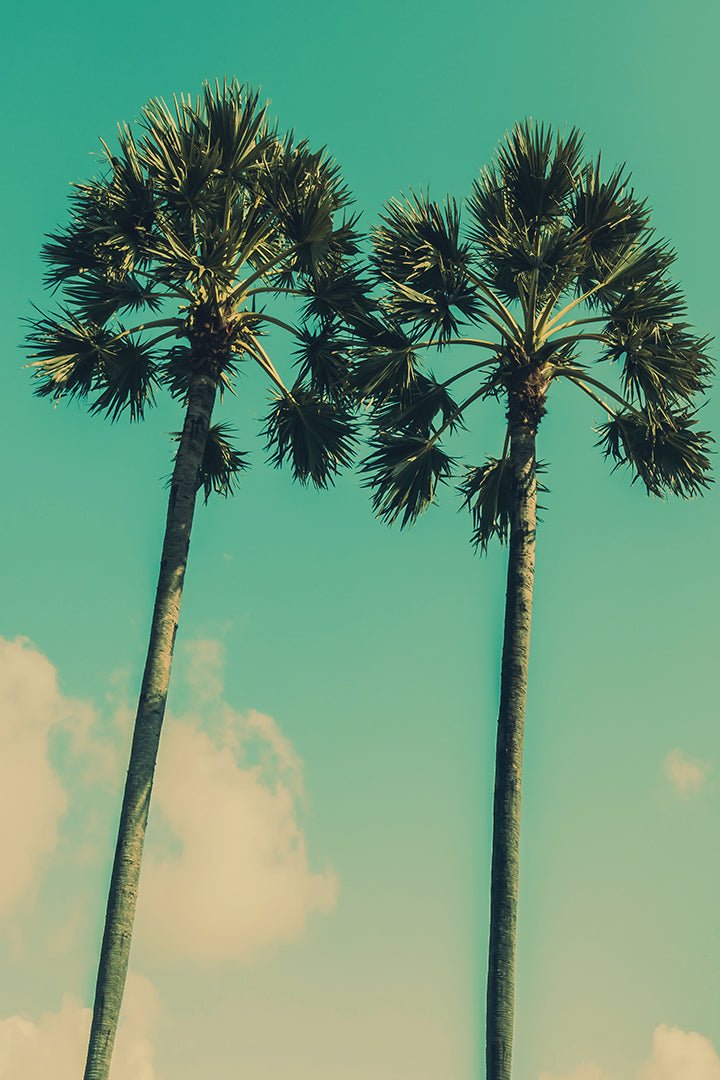 Palm Dialogue - Unlimited Art Project -