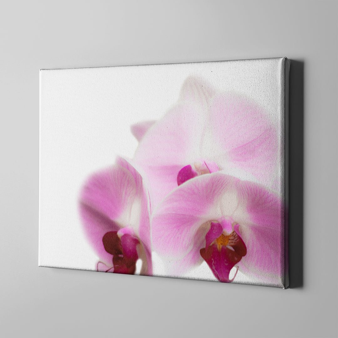Pink Orchid - Unlimited Art Project -