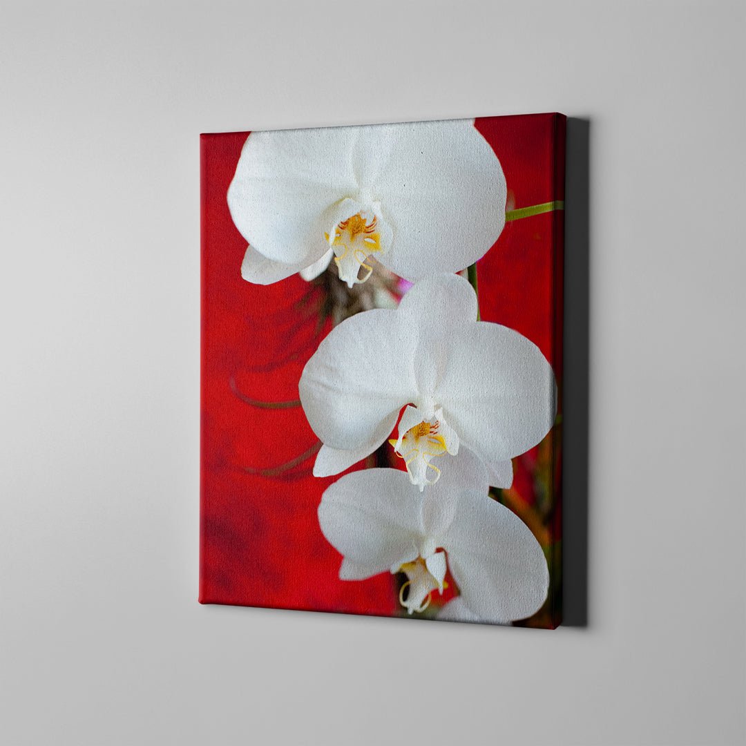 White Orchid - Unlimited Art Project -