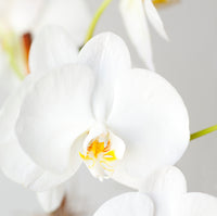 White Orchid