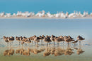 Gathering at the Waterline - Unlimited Art Project - 