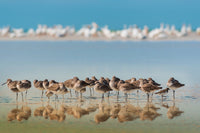 Gathering at the Waterline - Unlimited Art Project - 
