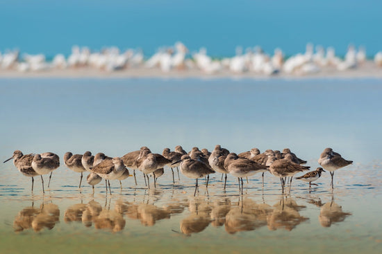 Gathering at the Waterline