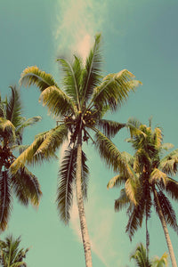 Under Swaying Palms - Unlimited Art Project - 
