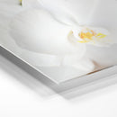 White Orchid - Unlimited Art Project - 