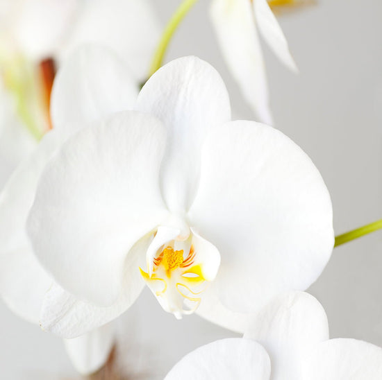 White Orchid