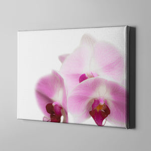 pink orchid photography art on canvas