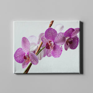 purple white flower photography art on canvas
