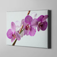 purple white flower photography art on canvas