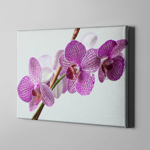 Load image into Gallery viewer, purple white flower photography art on canvas
