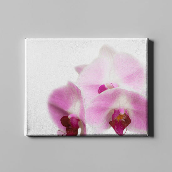 Pink Orchid