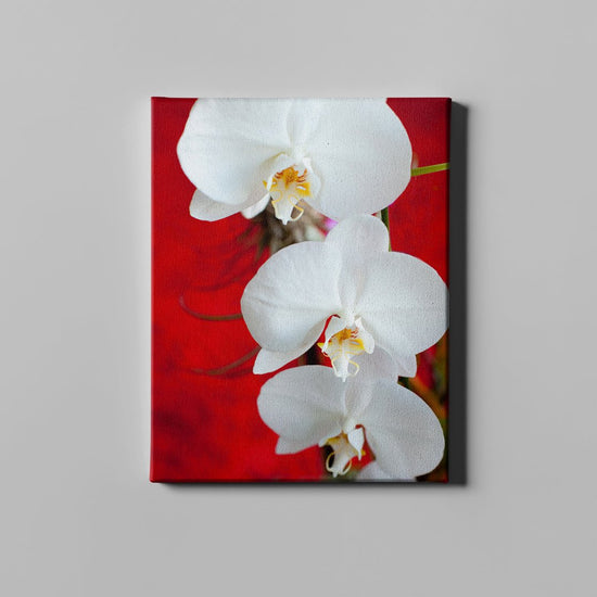 White Orchid